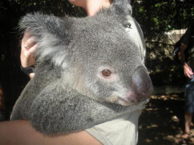 Koala-suess