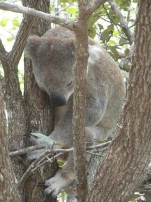 Koala-wild1