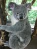 Koala1
