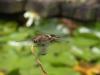 Libelle