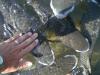 Milkfish-streicheln