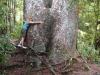 Siamesische-Kauri