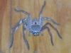 Spinne