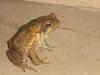 Toad