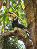 und diesen exotischen Vogel auch nicht