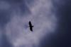 Bussard1