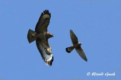 Bussard_und_Turmfalke-Foto-Witold_Guzik-1klein