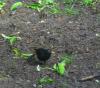 amsel-mit-wuermchen-im-schnabel-im-mai