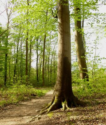 baum-mit-riesiger-wurzel-im-april