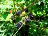 brombeeren-mjam-mjam