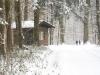 der-schoene-daemmelwald-im-winter