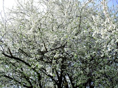 fruehling-fruehling-2011