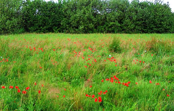 kleines-mohnfeld