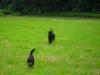 lucy-und-boris-psychoverwackelt