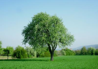 mein-freund-der-baum-