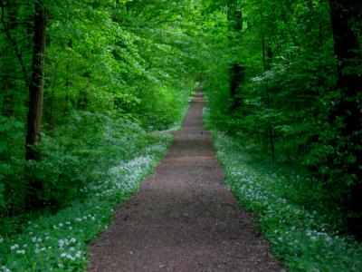 schnurgerade-waldbuehne-und-laube