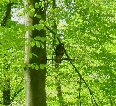 schoko-sieht-mir-in-die-augen