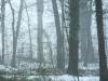 zauberwald-im-winternebel