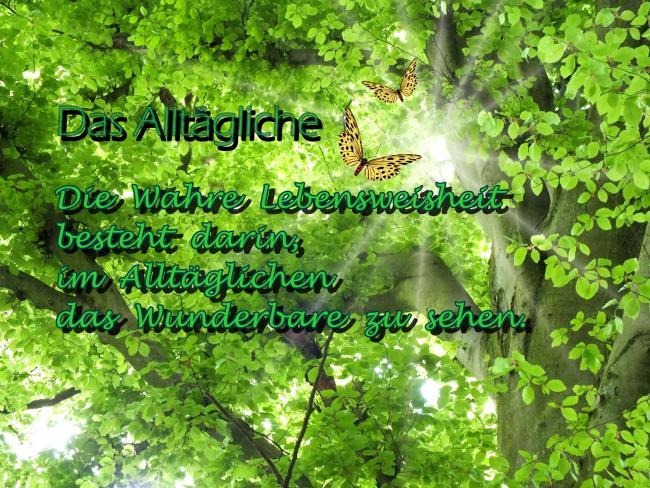 meine-hammerzauberbuche-die-schoenste-im-ganzen-wald-ende-april-2015-mit-spruch