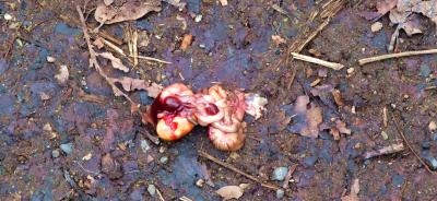 psychodelischer-gruss-auf-dem-waldweg-im-februar-2015