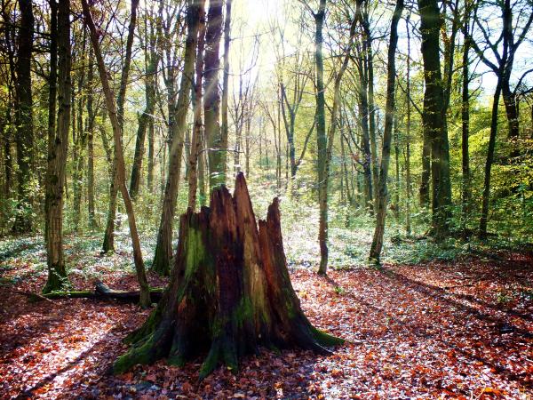 mystisch-schoenes-aus-dem-herbstwald-2