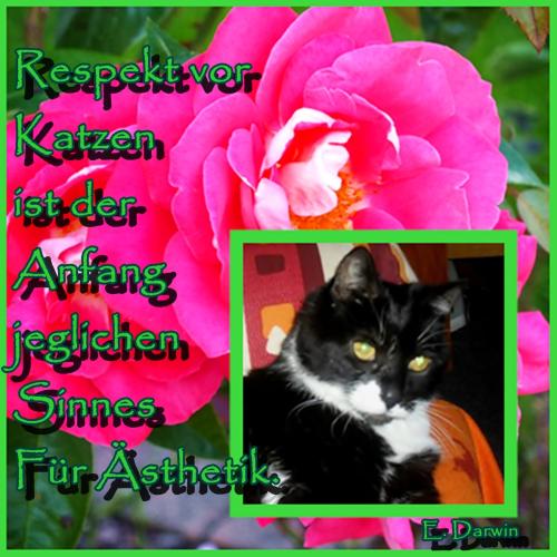 respekt-vor-katzen-e-darwin