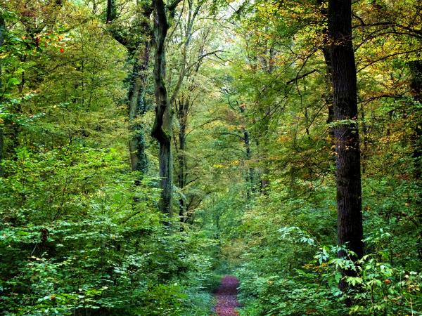 schoene-herbstwege-mitte-oktober-2013