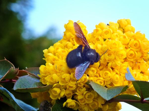 eine-holzhummel-unterwegs-2014