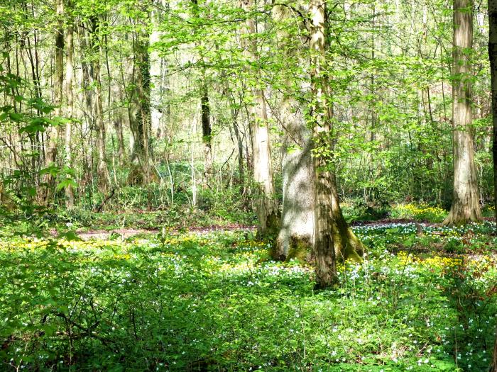 wundervolle-blueten-im-wald-2014-gelbe-und-weisse-anemonen