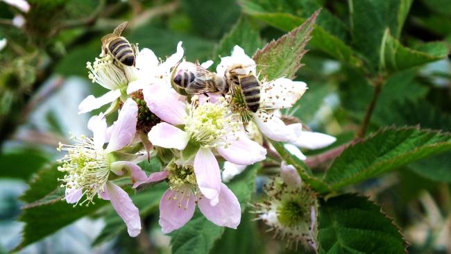 3-bienen-wollen-auf-das-foto-brombeerbluete-ende-mai-2014