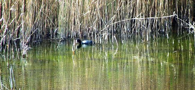 blaessi-verzeiht-sich-nach-kurzem-gruss-zurueck-in-den-schutz-gut-so-ostern-2014