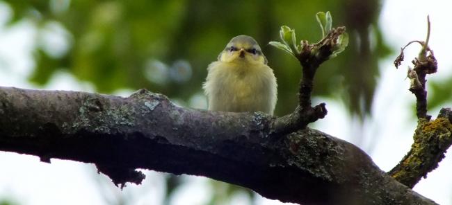 blaumeisenkueken-vor-der-fuetterung-anfang-mai-2014-draussen-richtung-berg-gross