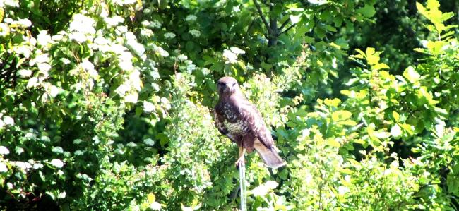 bussard-gruesst-freundlich-nach-flugshow-ueber-dem-feld-mitte-mai-2014