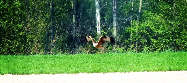 ein-falke-auf-dem-feld-anfang-april-2014-2