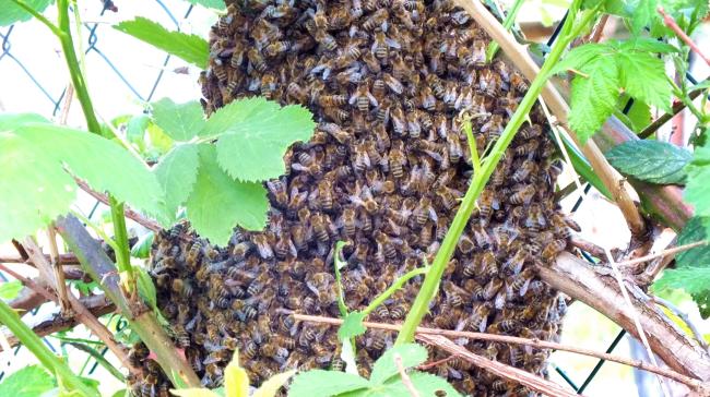 ein-neuer-bienenstaat-hat-sich-gebildet-ostern-2014