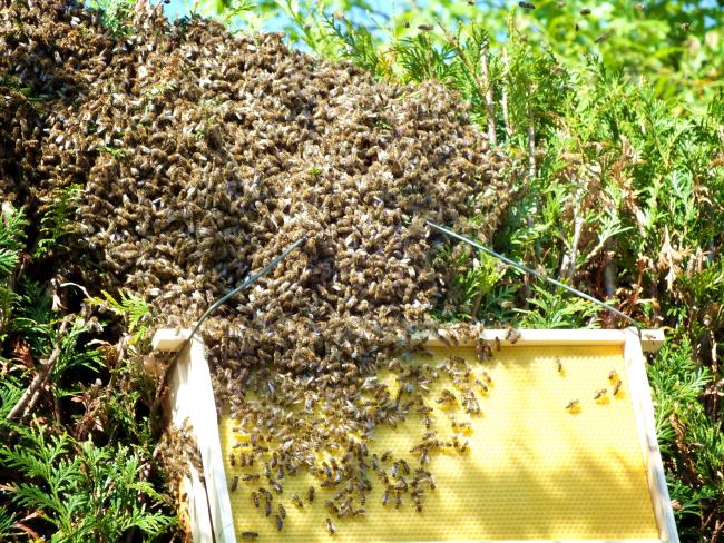 ein-neues-bienenvolk-findet-seinen-platz-anfang-mai-2014