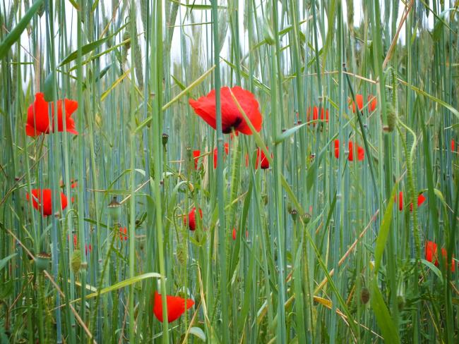 mohn-ende-mai-2014