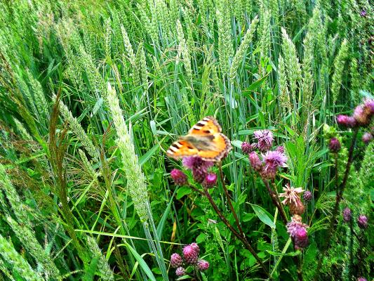 ein-schmetterling2012-von-sehr-wenigen