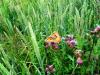 ein-schmetterling2012-von-sehr-wenigen