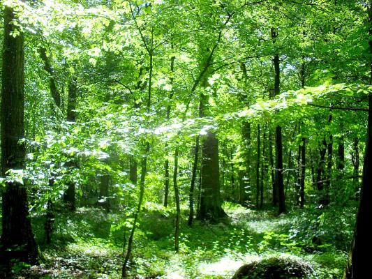 ich-liebe-den-wald-nach-regen-im-juli