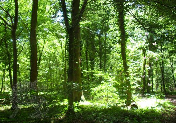 maerchenwald-im-sommer-juli-mit-meinen-augen