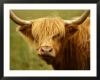 4637137-Long-Haired-Cow-Scottish-Highlands-Poster