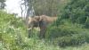 Elefant