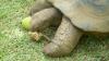 Turtle1