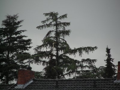 Reiher