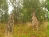 kangaroos kangaroos