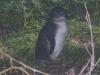 pinguin pinguin