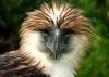 philippine eagle