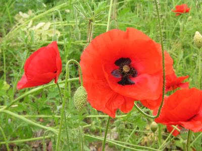 Mohn-an-der-Birkenstrasse-006