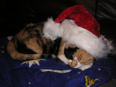 Weihnachtskatze-und-H-C-005